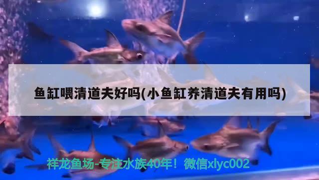 魚缸喂清道夫好嗎(小魚缸養(yǎng)清道夫有用嗎) 泰龐海蓮魚