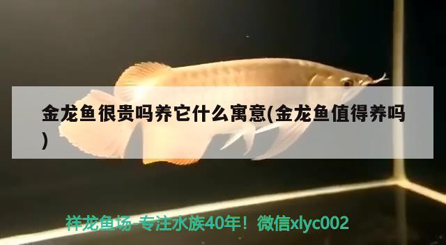 金龍魚很貴嗎養(yǎng)它什么寓意(金龍魚值得養(yǎng)嗎) 孵化器