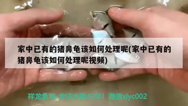 家中已有的豬鼻龜該如何處理呢(家中已有的豬鼻龜該如何處理呢視頻)