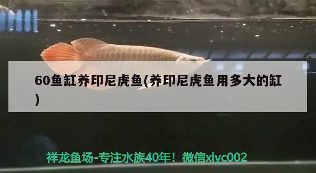 60魚(yú)缸養(yǎng)印尼虎魚(yú)(養(yǎng)印尼虎魚(yú)用多大的缸)