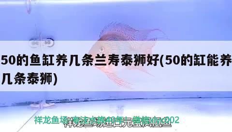 50的魚缸養(yǎng)幾條蘭壽泰獅好(50的缸能養(yǎng)幾條泰獅) 恐龍王魚