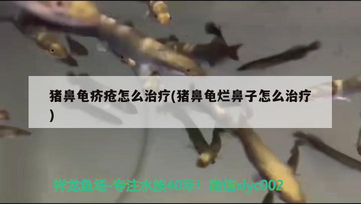 豬鼻龜疥瘡怎么治療(豬鼻龜爛鼻子怎么治療)