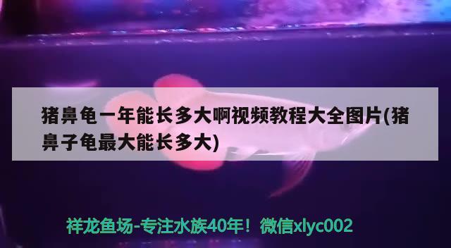 豬鼻龜一年能長多大啊視頻教程大全圖片(豬鼻子龜最大能長多大) 豬鼻龜