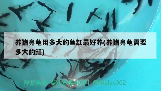 養(yǎng)豬鼻龜用多大的魚(yú)缸最好養(yǎng)(養(yǎng)豬鼻龜需要多大的缸)