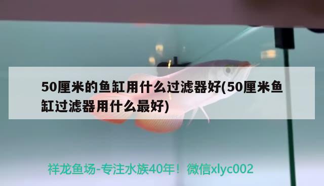 50厘米的魚缸用什么過濾器好(50厘米魚缸過濾器用什么最好) 成吉思汗鯊（球鯊）魚