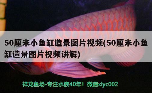 50厘米小魚缸造景圖片視頻(50厘米小魚缸造景圖片視頻講解) 超血紅龍魚