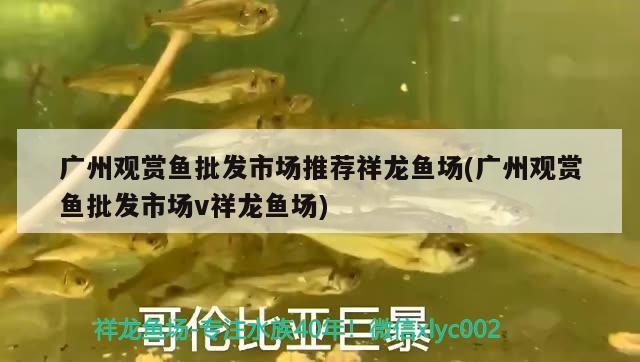 廣州觀賞魚批發(fā)市場推薦祥龍魚場(廣州觀賞魚批發(fā)市場v祥龍魚場)