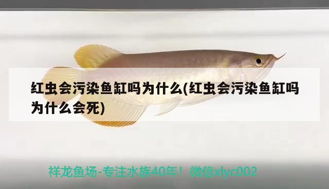 紅蟲會污染魚缸嗎為什么(紅蟲會污染魚缸嗎為什么會死) 白子銀版魚苗