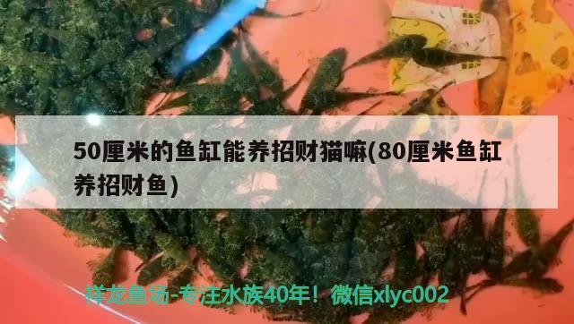 50厘米的魚缸能養(yǎng)招財(cái)貓嘛(80厘米魚缸養(yǎng)招財(cái)魚) 雙線側(cè)魚