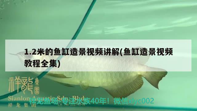 1.2米的魚缸造景視頻講解(魚缸造景視頻教程全集) 帝王迷宮