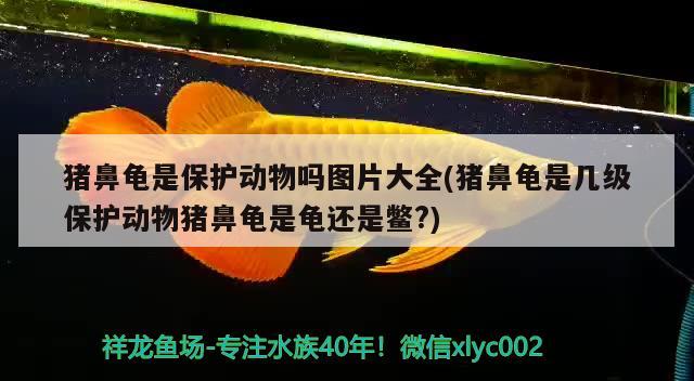 豬鼻龜是保護動物嗎圖片大全(豬鼻龜是幾級保護動物豬鼻龜是龜還是鱉?) 豬鼻龜百科