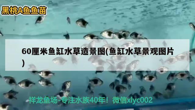 60厘米魚缸水草造景圖(魚缸水草景觀圖片)