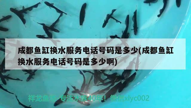 成都魚缸換水服務(wù)電話號碼是多少(成都魚缸換水服務(wù)電話號碼是多少啊) 觀賞蝦蟹等飼料