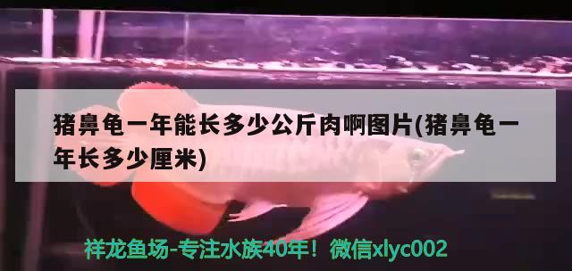 豬鼻龜一年能長多少公斤肉啊圖片(豬鼻龜一年長多少厘米) 豬鼻龜百科