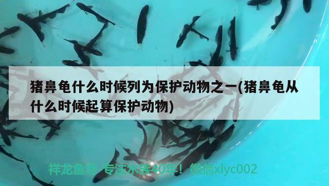 豬鼻龜什么時候列為保護動物之一(豬鼻龜從什么時候起算保護動物) 豬鼻龜