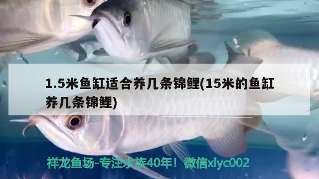 1.5米魚缸適合養(yǎng)幾條錦鯉(15米的魚缸養(yǎng)幾條錦鯉) 申古三間魚