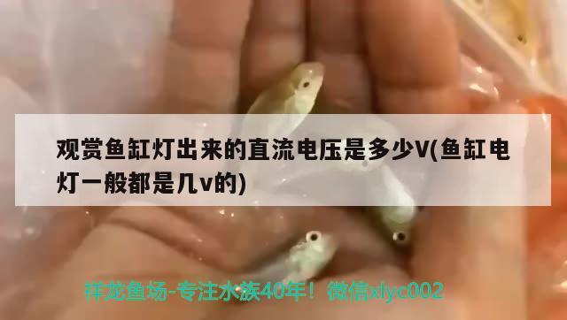 觀賞魚缸燈出來的直流電壓是多少V(魚缸電燈一般都是幾v的) 紅眼黃化幽靈火箭魚|皇家火箭魚