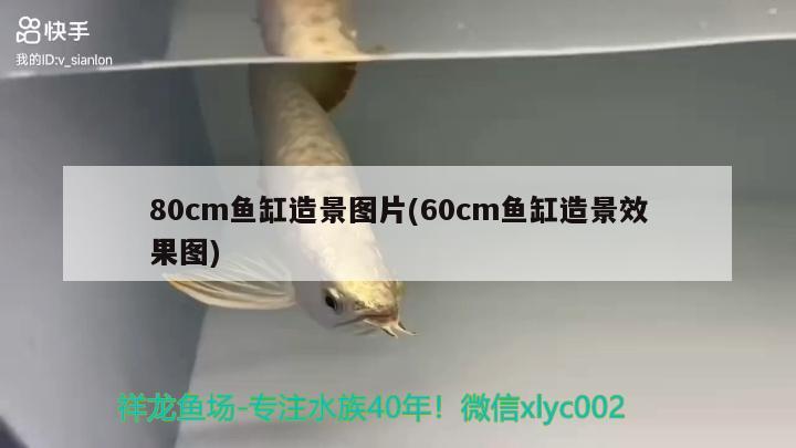 80cm魚缸造景圖片(60cm魚缸造景效果圖)