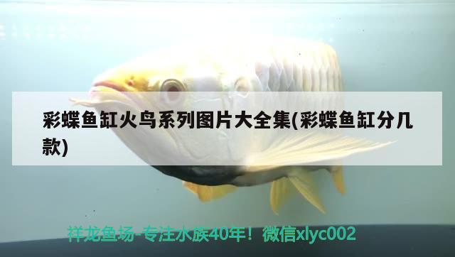 彩蝶魚缸火鳥系列圖片大全集(彩蝶魚缸分幾款)