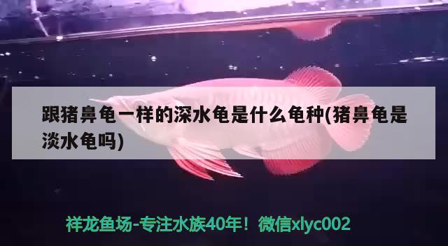 跟豬鼻龜一樣的深水龜是什么龜種(豬鼻龜是淡水龜嗎) 豬鼻龜百科