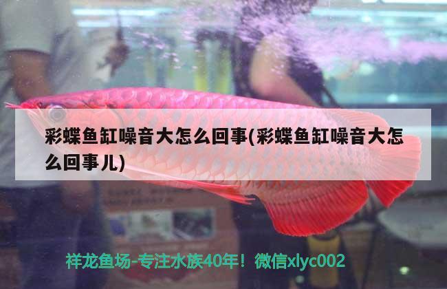 彩蝶魚(yú)缸噪音大怎么回事(彩蝶魚(yú)缸噪音大怎么回事兒) 白化巴西龜（白巴）