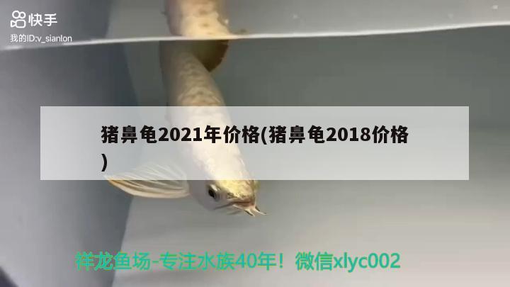 豬鼻龜2021年價格(豬鼻龜2018價格)