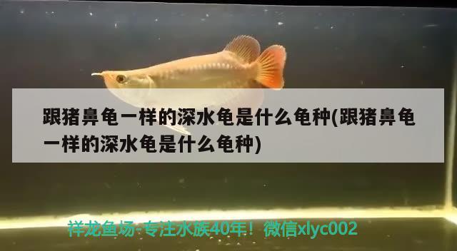 跟豬鼻龜一樣的深水龜是什么龜種(跟豬鼻龜一樣的深水龜是什么龜種)