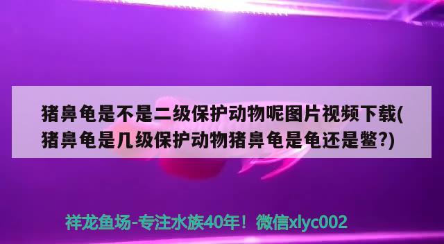 豬鼻龜是不是二級(jí)保護(hù)動(dòng)物呢圖片視頻下載(豬鼻龜是幾級(jí)保護(hù)動(dòng)物豬鼻龜是龜還是鱉?)