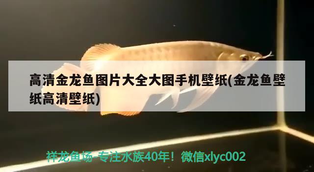 高清金龍魚圖片大全大圖手機壁紙(金龍魚壁紙高清壁紙)