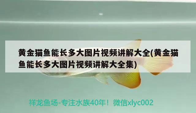 黃金貓魚能長多大圖片視頻講解大全(黃金貓魚能長多大圖片視頻講解大全集) 黃金貓魚百科