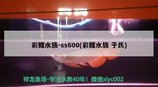 彩鰈水族-ss600(彩鰈水族于氏) 印尼小紅龍