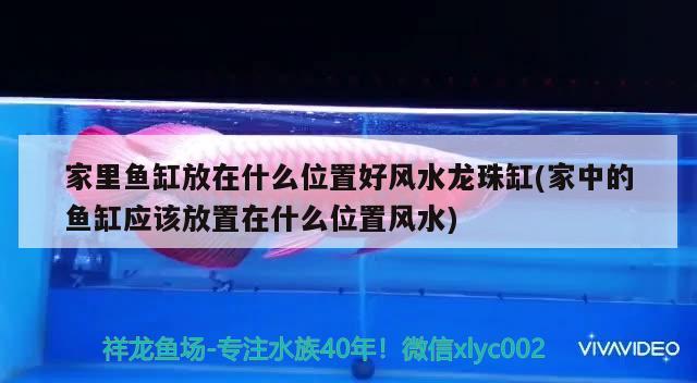 家里魚缸放在什么位置好風水龍珠缸(家中的魚缸應該放置在什么位置風水) 魚缸風水