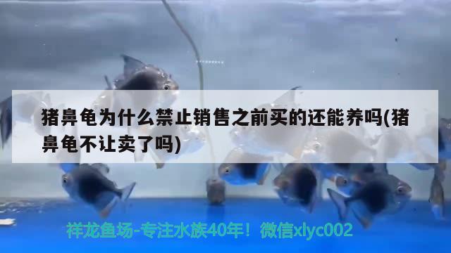 豬鼻龜為什么禁止銷售之前買的還能養(yǎng)嗎(豬鼻龜不讓賣了嗎)