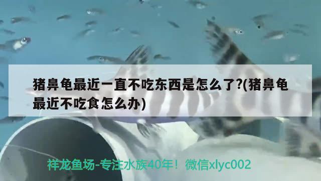 豬鼻龜最近一直不吃東西是怎么了?(豬鼻龜最近不吃食怎么辦)