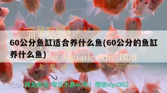 60公分魚缸適合養(yǎng)什么魚(60公分的魚缸養(yǎng)什么魚)