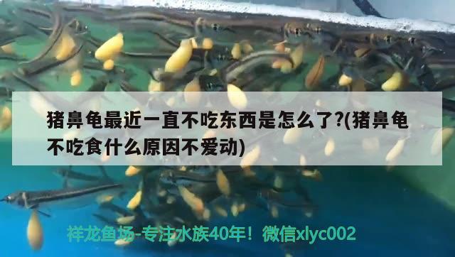 豬鼻龜最近一直不吃東西是怎么了?(豬鼻龜不吃食什么原因不愛動) 豬鼻龜