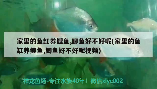 家里的魚(yú)缸養(yǎng)鯉魚(yú),鯽魚(yú)好不好呢(家里的魚(yú)缸養(yǎng)鯉魚(yú),鯽魚(yú)好不好呢視頻)