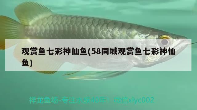 觀賞魚七彩神仙魚(58同城觀賞魚七彩神仙魚) 七彩神仙魚