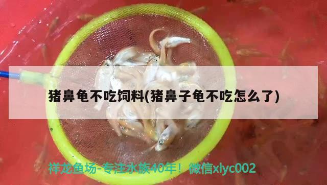 豬鼻龜不吃飼料(豬鼻子龜不吃怎么了) 豬鼻龜