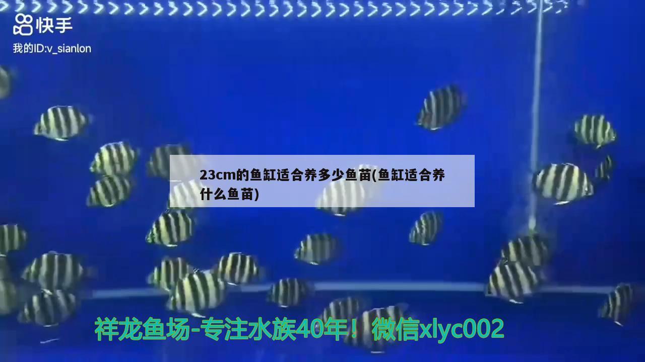 23cm的魚缸適合養(yǎng)多少魚苗(魚缸適合養(yǎng)什么魚苗)