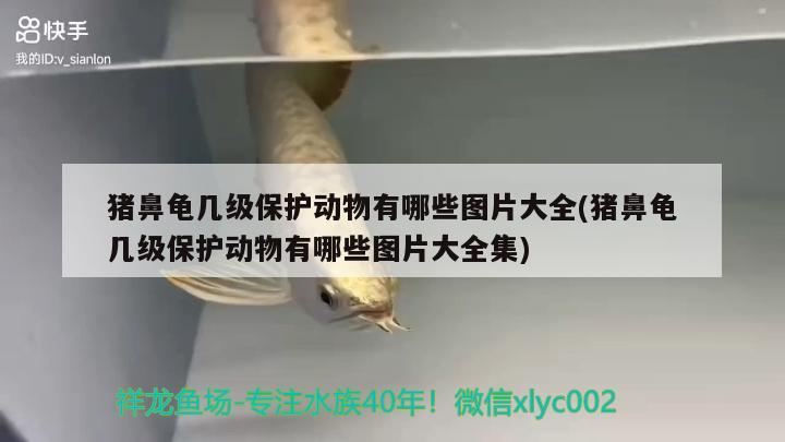 豬鼻龜幾級保護動物有哪些圖片大全(豬鼻龜幾級保護動物有哪些圖片大全集) 豬鼻龜百科