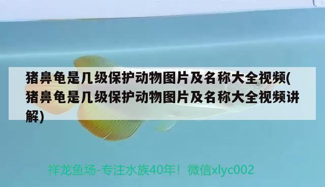 豬鼻龜是幾級保護動物圖片及名稱大全視頻(豬鼻龜是幾級保護動物圖片及名稱大全視頻講解) 豬鼻龜