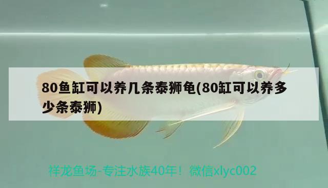 80魚缸可以養(yǎng)幾條泰獅龜(80缸可以養(yǎng)多少條泰獅) 烏龜