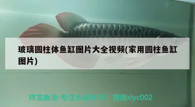 玻璃圓柱體魚(yú)缸圖片大全視頻(家用圓柱魚(yú)缸圖片) B級(jí)過(guò)背金龍魚(yú)