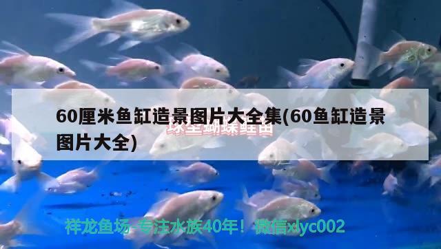 60厘米魚(yú)缸造景圖片大全集(60魚(yú)缸造景圖片大全)