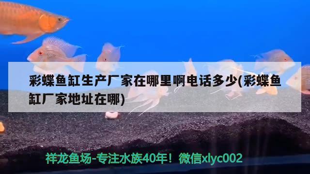 彩蝶魚缸生產(chǎn)廠家在哪里啊電話多少(彩蝶魚缸廠家地址在哪) 進(jìn)口元寶鳳凰魚