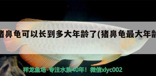 豬鼻龜可以長到多大年齡了(豬鼻龜最大年齡) 豬鼻龜