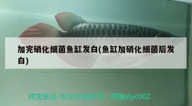 加完硝化細(xì)菌魚(yú)缸發(fā)白(魚(yú)缸加硝化細(xì)菌后發(fā)白) 硝化細(xì)菌