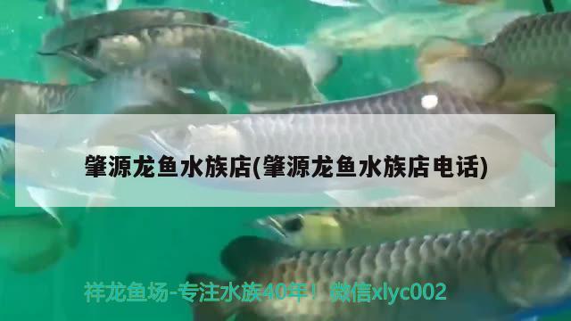 肇源龍魚水族店(肇源龍魚水族店電話) 大白鯊魚苗 第1張