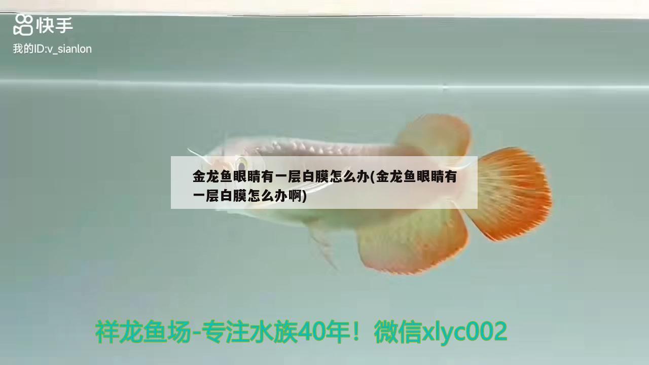 金龍魚眼睛有一層白膜怎么辦(金龍魚眼睛有一層白膜怎么辦啊) 三間鼠魚